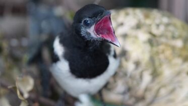 Why Do Magpies Attack Each Other