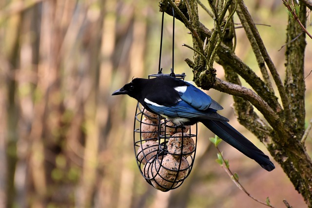 Why Do Magpies Attack Each Other? Reasons Behind their Surprising Behavior