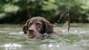 Why Labradors Are The Worst Dogs