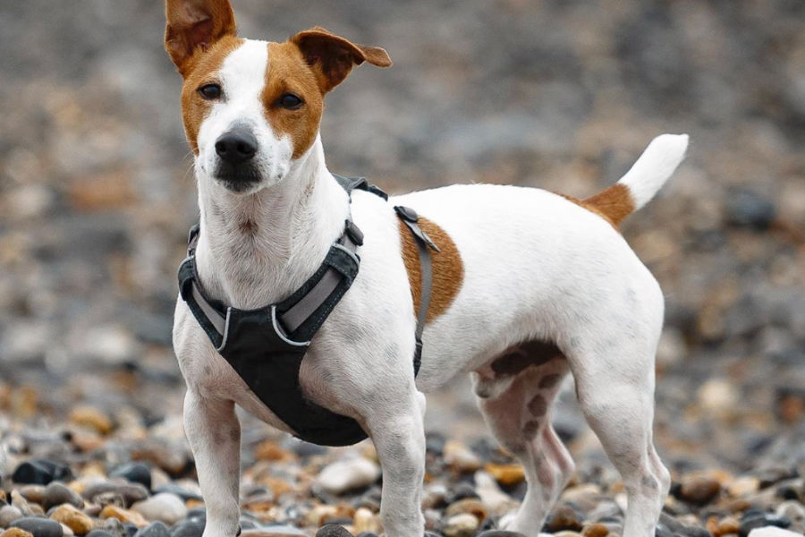 Why Does My Jack Russell Follow Me Everywhere? London Status