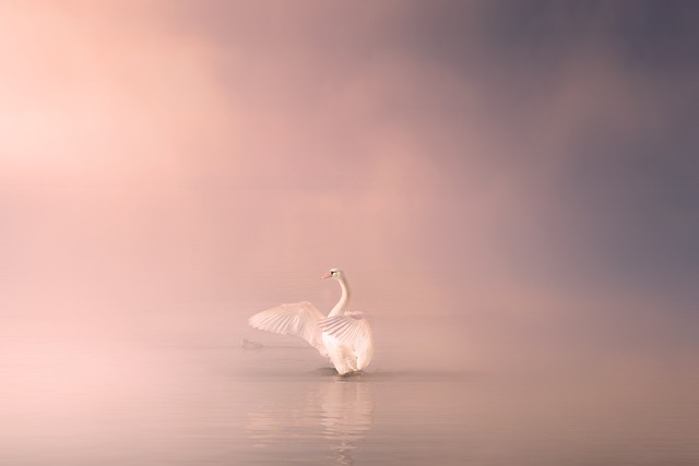 Why would a swan be alone- 12 Reasons
