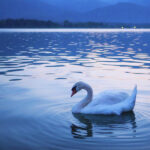 Why would a swan be alone