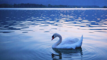 Why would a swan be alone