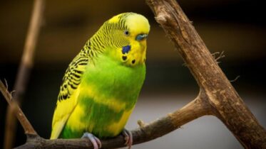 Why Do Budgies Bob Their Heads