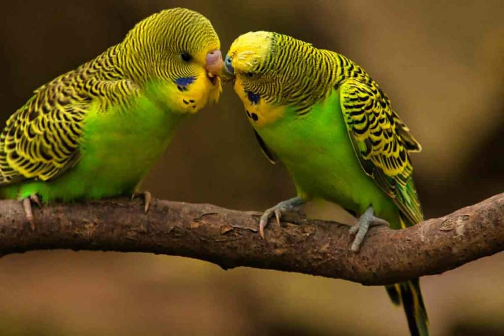 How can budgie head-bobbing serve as a form of communication between the bird and its owner