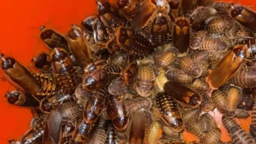 Why Are Dubia Roaches Illegal In Florida