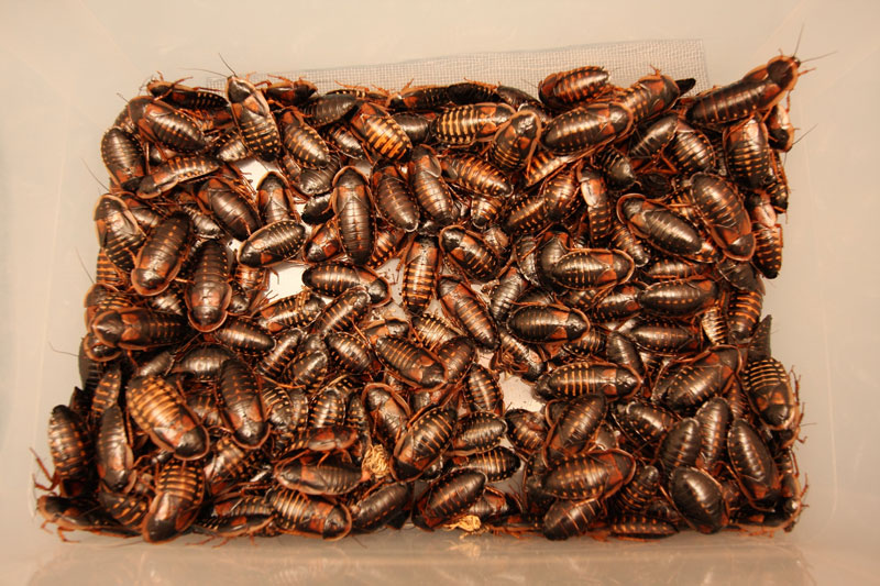 Background on Dubia Roaches and why pet owner like them