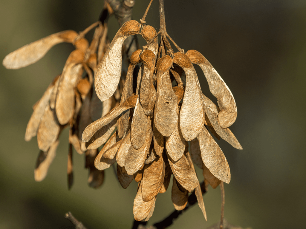 What Are the Key Factors Affecting Sycamore Seed Production