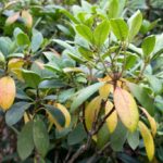 Why Are the Leaves on My Rhododendron Turning Yellow