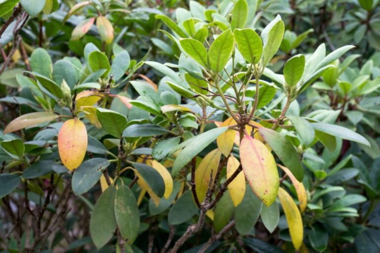 Why Are the Leaves on My Rhododendron Turning Yellow