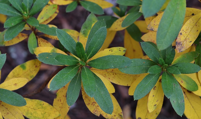 How to Diagnose Yellowing Leaves on Rhododendrons