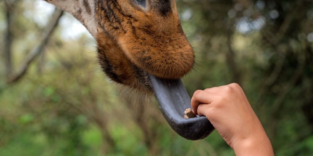 What defines giraffes' tongues and their unique coloration