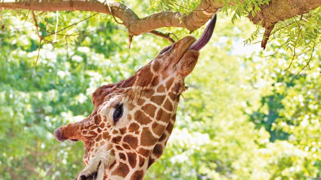 What is the evolutionary significance of giraffes' black tongues