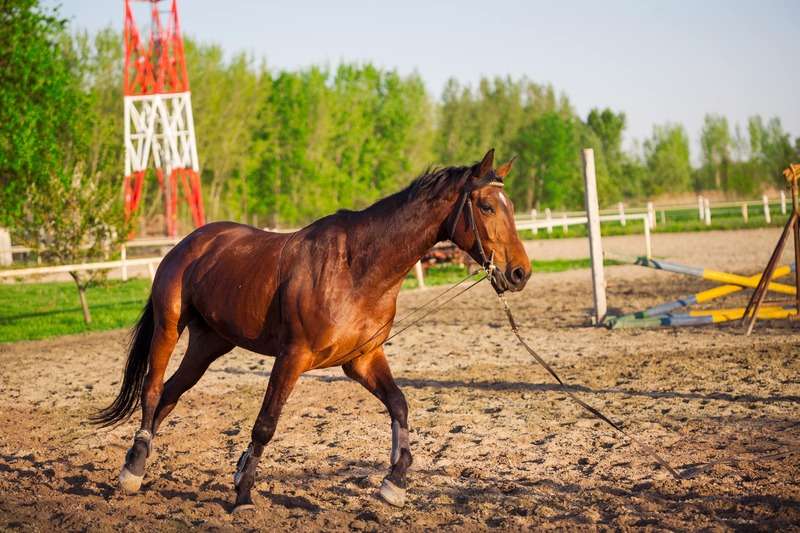 What is the natural gait of horses