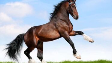 Why Do Horses Nod Their Heads When They Walk