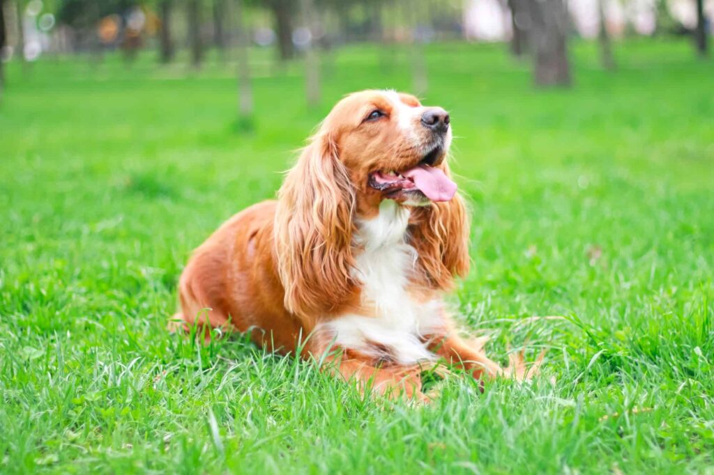 What are the key characteristics and traits of the Cocker Spaniel breed
