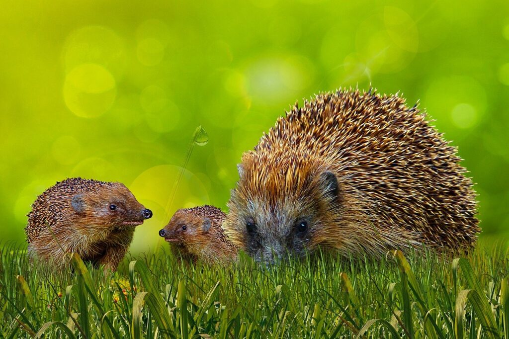 What Time In The Evening Do Hedgehogs Come Out