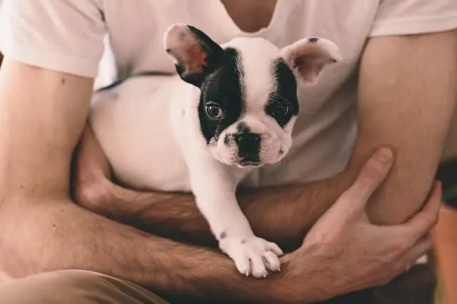 Introduction on Why Is My French Bulldog Shaking