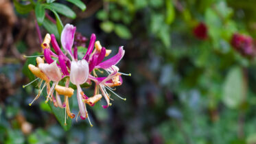 Why Is My Honeysuckle Dying