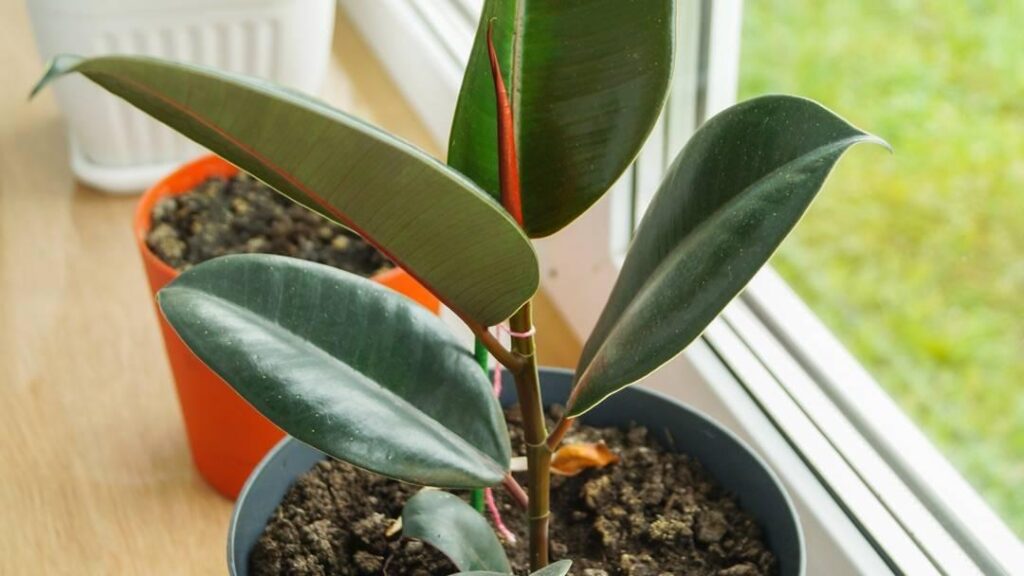 Why Is My Rubber Plant Not Growing New Leaves? London Status