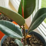 Why Is My Rubber Plant Not Growing New Leaves