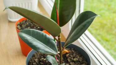 Why Is My Rubber Plant Not Growing New Leaves