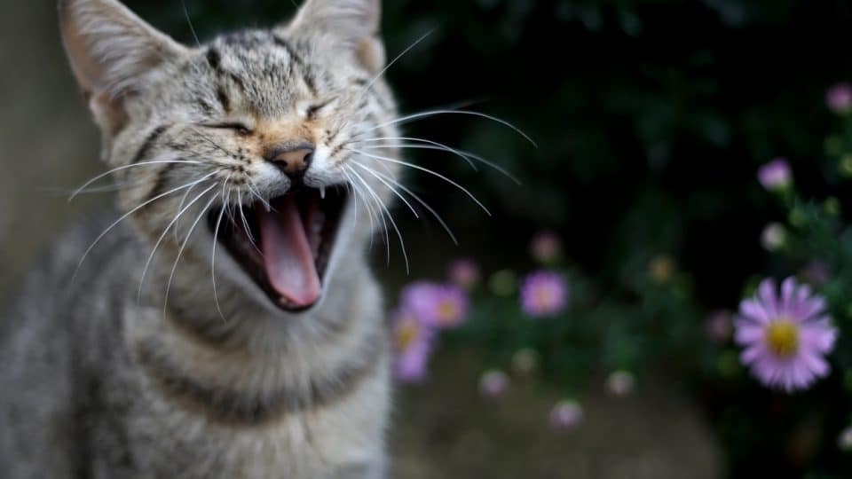 How to Understand Cat Communication Through Their Vocalization