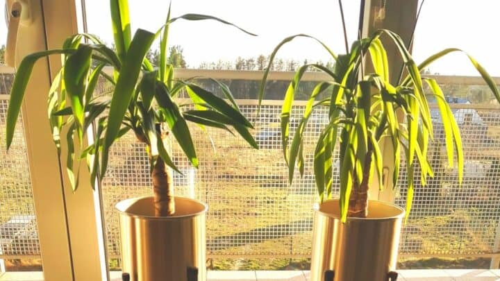 What causes yucca plants to droop