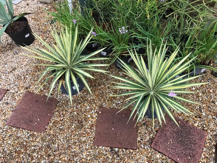 What are the remedies and care for a drooping yucca plant