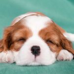 Why does cavalier King Charles sleep so much