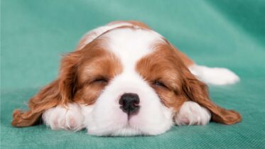 Why does cavalier King Charles sleep so much