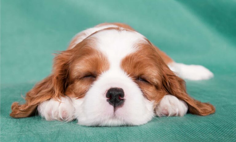 Why does cavalier King Charles sleep so much