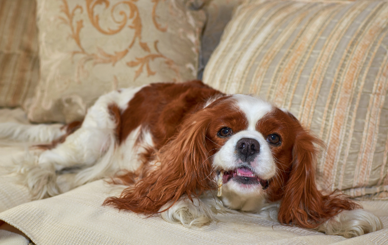 What is the reason of cavalier King Charles spaniel is so big