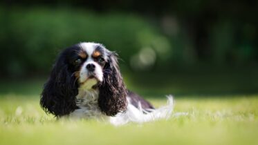 why is my cavalier king charles spaniel so big