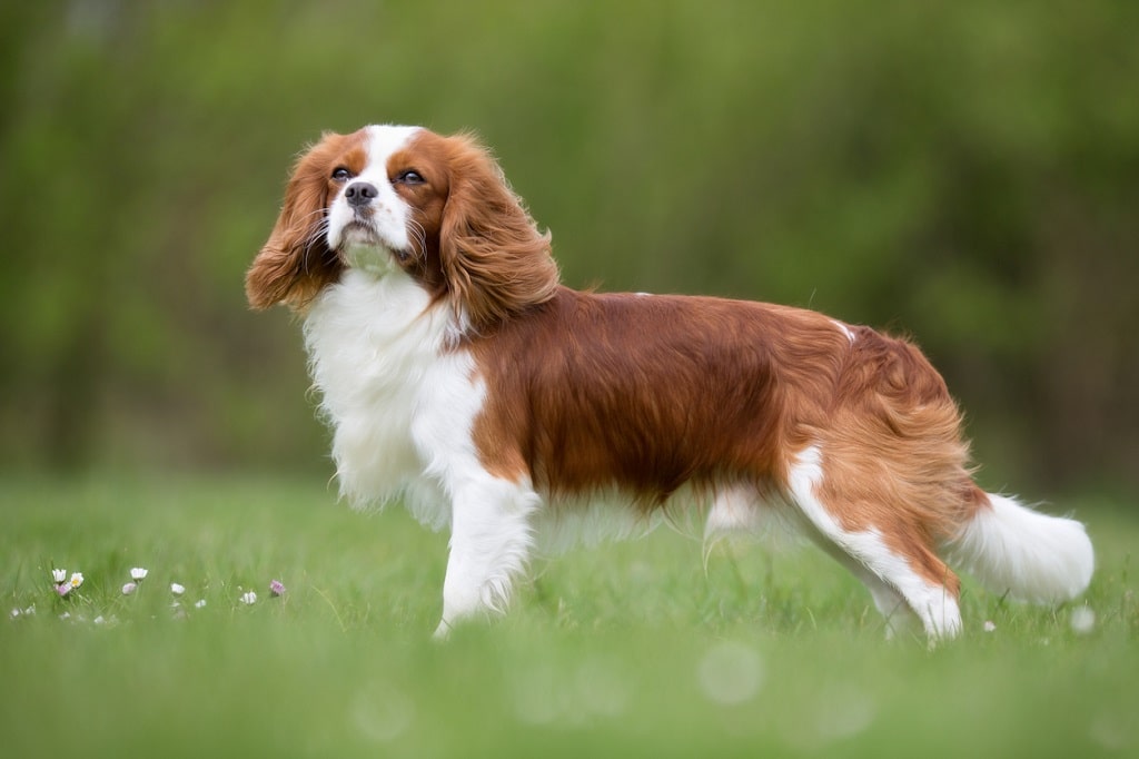 What are the risks of having a Cavalier King Charles Spaniel that is overgrown