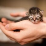 Are Kittens Born with Fleas