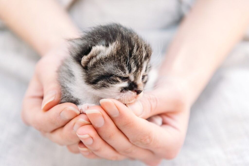 Is It Bad If Newborn Kittens Have Fleas