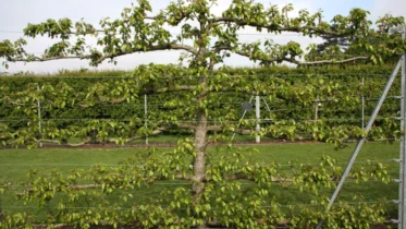 Maximising Space and Yield with Espalier Fruit Trees
