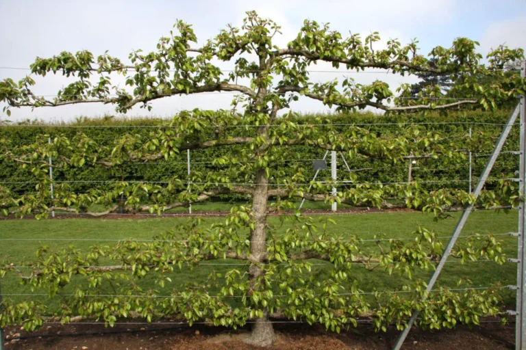 Maximising Space and Yield with Espalier Fruit Trees