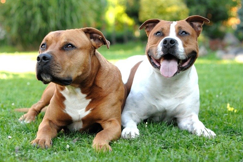 How does the jaw structure of Staffordshire Bull Terriers differ