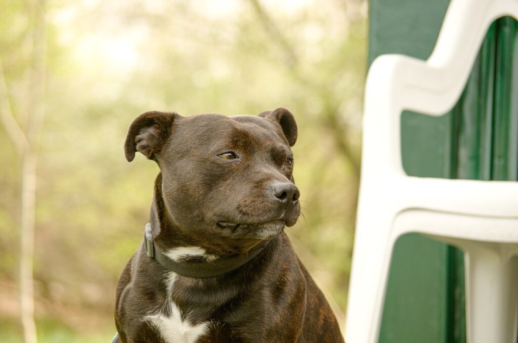 How do misconceptions about "lock jaw" affect Staffordshire Bull Terriers