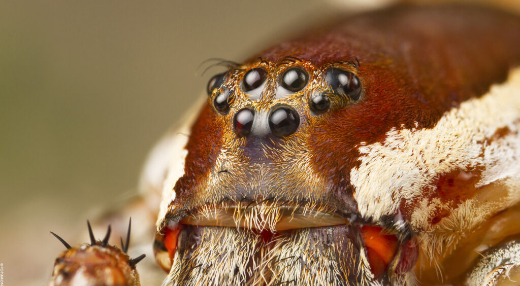 Why are the eye adaptations of the Ogre-Faced Spider important in its ecosystem
