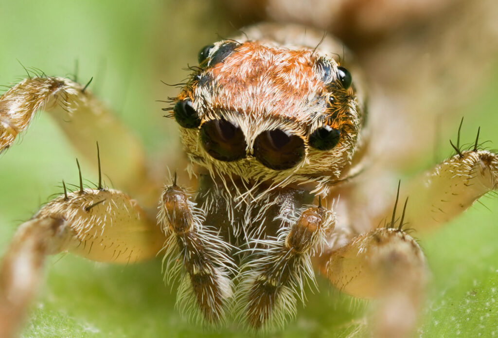 How do Ogre-Faced Spiders use their eight eyes for hunting