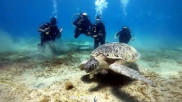Dive into Adventure with Deep South Divers in Marsa Alam
